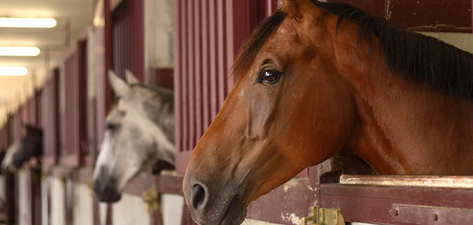 Cours d'Équitation